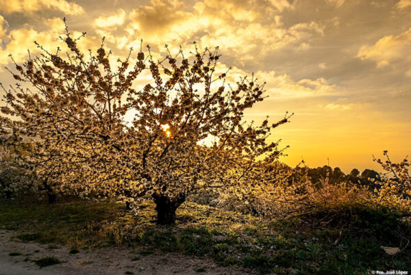 Cerezos en flor en Torres, Jaén (INSCRIPCIONES ABIERTAS)