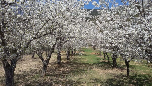 Cerezos en flor en Torres, Jaén (INSCRIPCIONES ABIERTAS) - Imagen 3