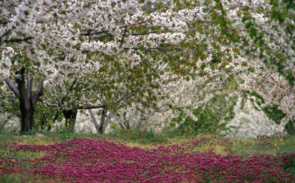 Cerezos en flor en Torres, Jaén (INSCRIPCIONES ABIERTAS) - Imagen 4
