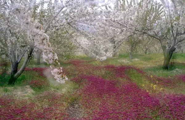 Cerezos en flor en Torres, Jaén (INSCRIPCIONES ABIERTAS) - Imagen 2